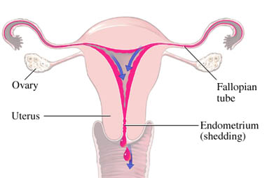 amenorrhea