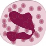 eosinophil