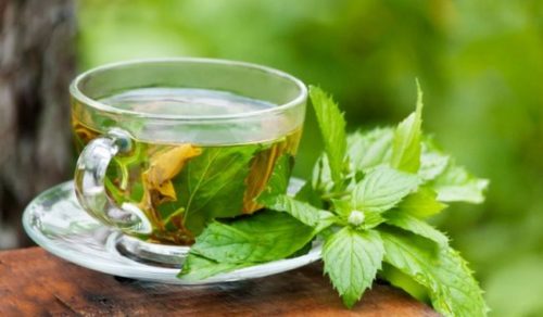 green tea to lose weight in winters