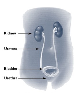 urinary tract - infection (uti)