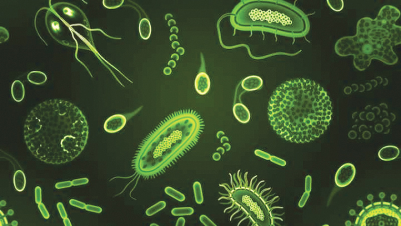 microbes