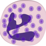 neutrophil count in bacterial and viral infections neutrophil