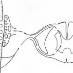 poly neuropathies